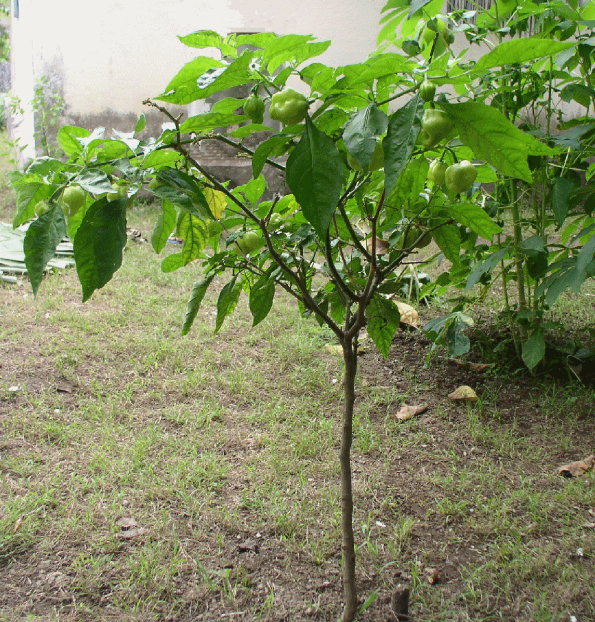 PIMENTO PLANT