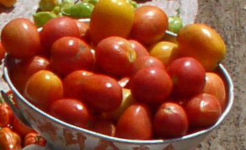 tomates