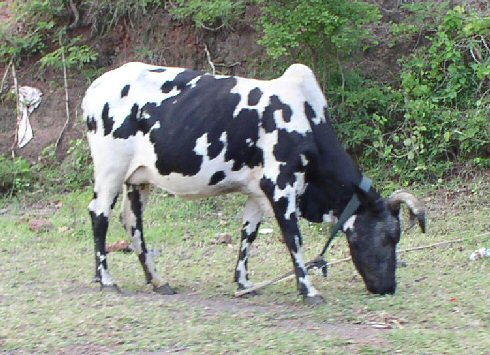 A cow