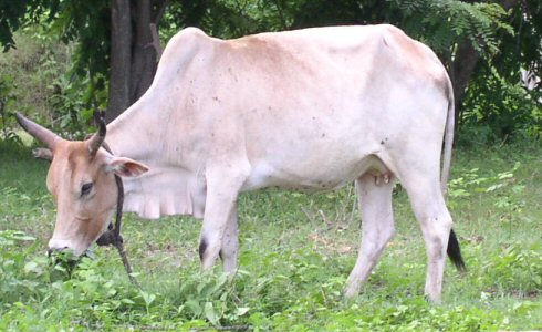 A zebu quietly grazing