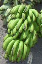 Bunch of green bananas