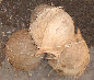 Coconuts