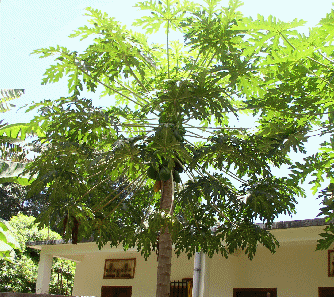 Papaya Tree