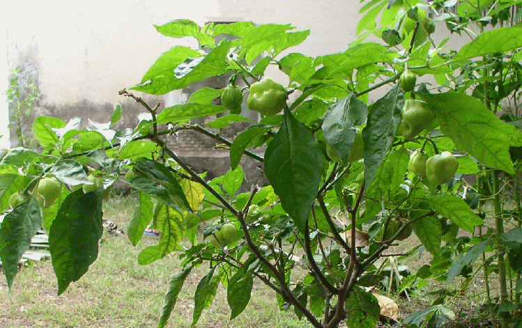 Pimento Plant 