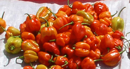 Red Pimentos