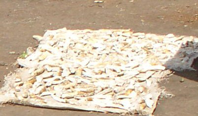 Dried fish (madaye)