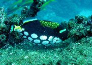 Clown triggerfish