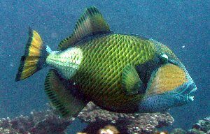 Titan triggerfish