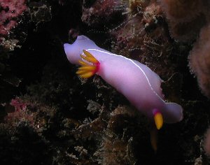 Nudibranch