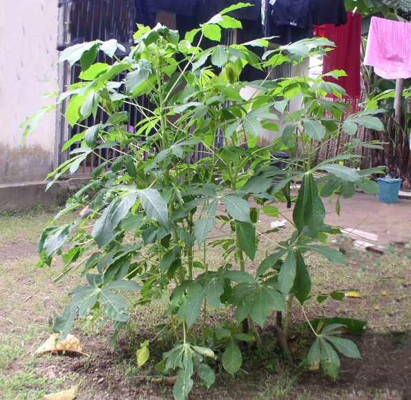 le manioc, plante  et racine porte le même nom à Mayotte